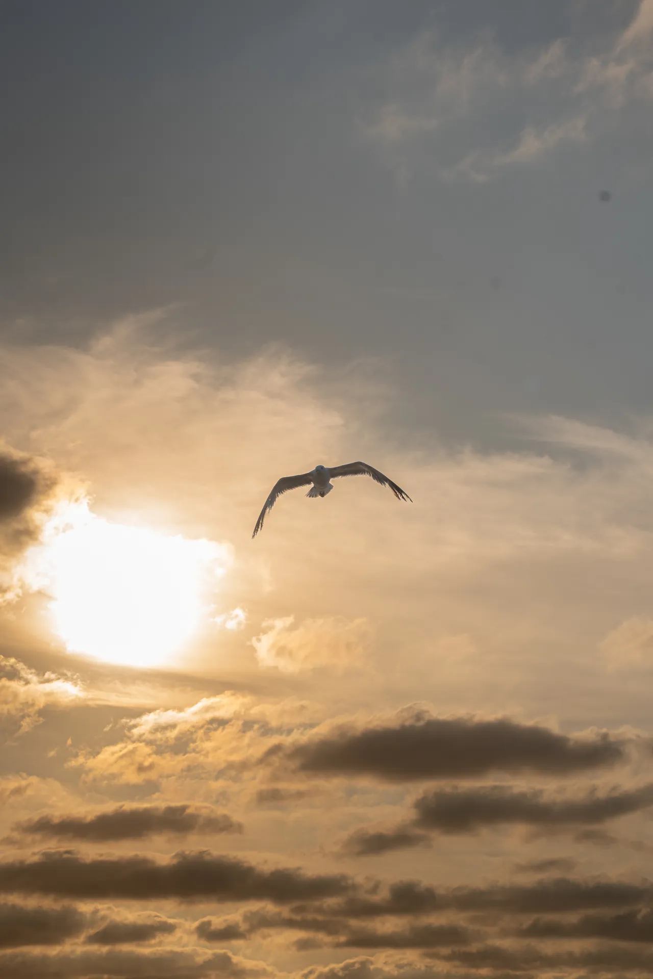 Una gaviota cruza delante del sol entre nubes